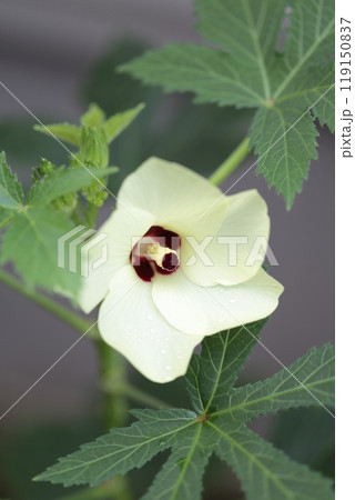 オクラの花びら 119150837