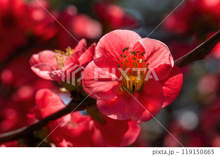 真っ赤な花びらに黄色いおしべのボケ 119150865