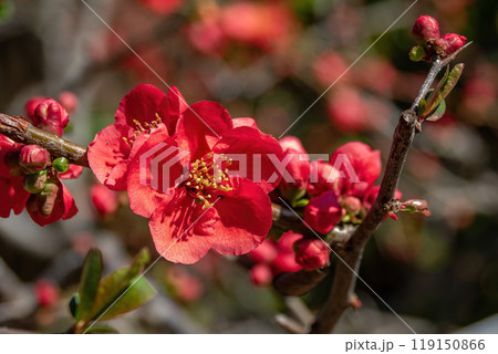 真っ赤な花びらに黄色いおしべのボケ 真っ赤な花びらに黄色いおしべのボケ 119150866