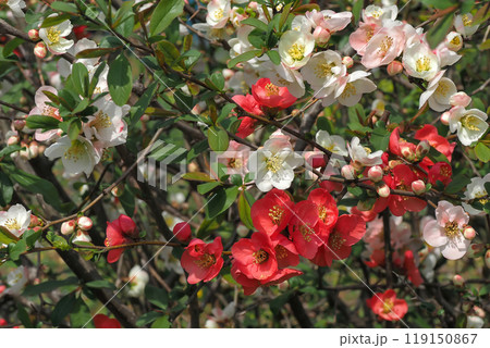紅白のボケが折り重なって咲くカラフルな花壇 119150867