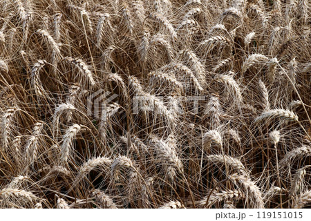 Close-up view of ears of ripe barley 119151015