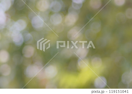Bokeh leaf blur, blurred background photography Bokeh leaf blur, blurred background photography 119151041