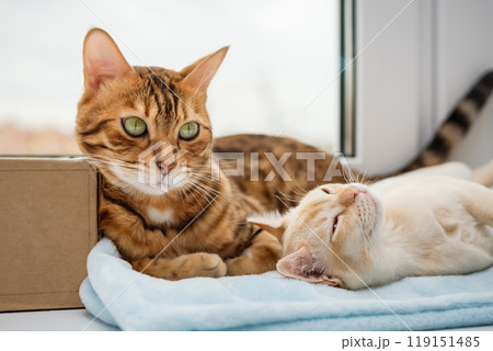 A Bengal cat and a Burmese kitten lie next to each other. A Bengal cat and a Burmese kitten lie next to each other. 119151485