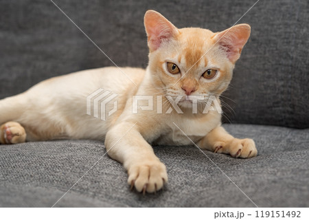 Adorable Burmese kitten on the sofa. Adorable Burmese kitten on the sofa. 119151492