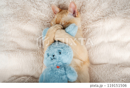 Kitten sleeping on a cozy blanket hugging a toy. Kitten sleeping on a cozy blanket hugging a toy. 119151506