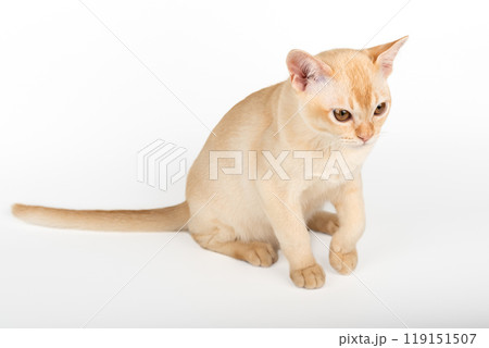 Red Burmese kitten on white background. Red Burmese kitten on white background. 119151507