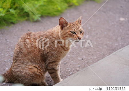 にかっと笑う麦わら模様のさくら猫 119151583