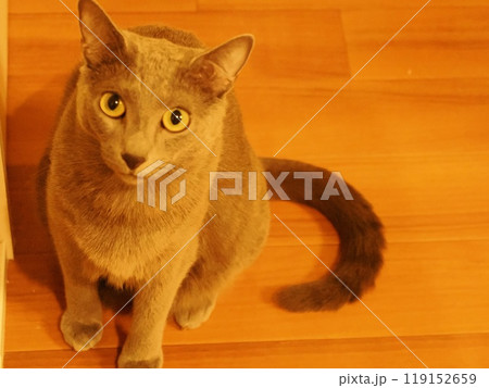 猫の日常 119152659