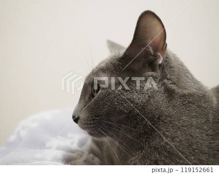 猫の日常 猫の日常 119152661