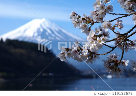 河口湖から望む桜と富士山 119152678