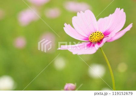 美しく咲き誇るピンク色の鮮やかなコスモス　ふんわりした花畑背景　アップ 119152679