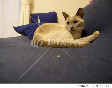 家猫の日常 119152845