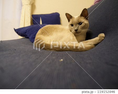 家猫の日常 家猫の日常 119152846