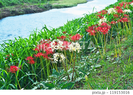 小川の土手の白色と赤いヒガンバナの花(秋、十月) 小川の土手の白色と赤いヒガンバナの花(秋、十月) 119153016