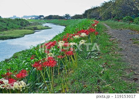 小川の土手の白色と赤いヒガンバナの花(秋、十月) 小川の土手の白色と赤いヒガンバナの花(秋、十月) 119153017