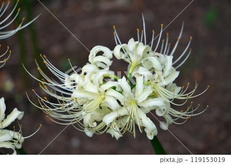 白いヒガンバナの花(秋、十月) 白いヒガンバナの花(秋、十月) 119153019