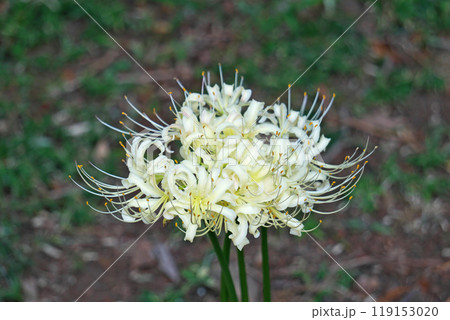白いヒガンバナの花（秋、十月） 119153020