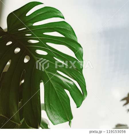 Monstera Plant Leaf Low-Key Cinematic Lighting Monstera Plant Leaf Low-Key Cinematic Lighting 119153056