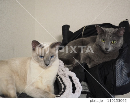 家猫の日常 家猫の日常 119153065