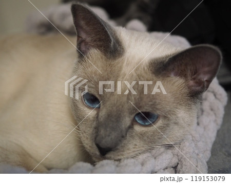家猫の日常 119153079