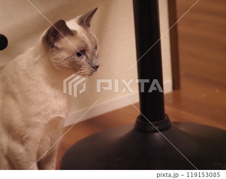 家猫の日常 家猫の日常 119153085