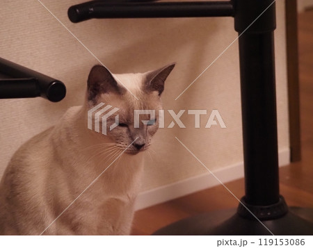 家猫の日常 家猫の日常 119153086