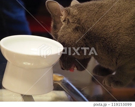 家猫の日常 家猫の日常 119153099