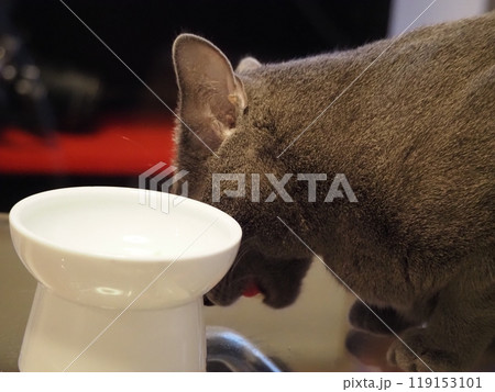 家猫の日常 家猫の日常 119153101