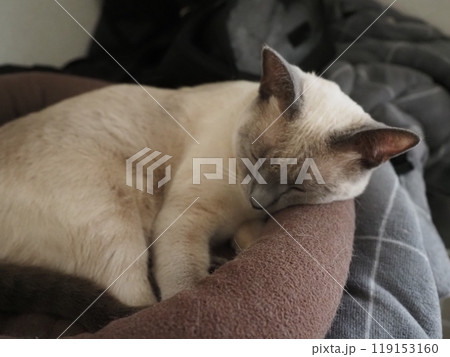 家猫の日常 家猫の日常 119153160