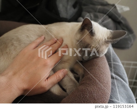 家猫の日常 家猫の日常 119153164