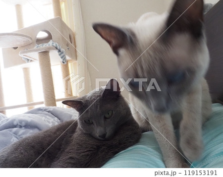 家猫の日常 119153191