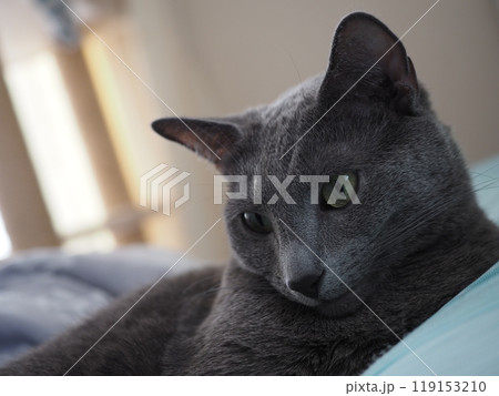 家猫の日常 家猫の日常 119153210