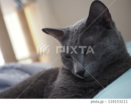 家猫の日常 家猫の日常 119153211