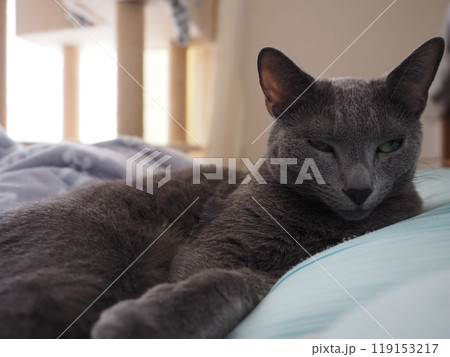 家猫の日常 家猫の日常 119153217