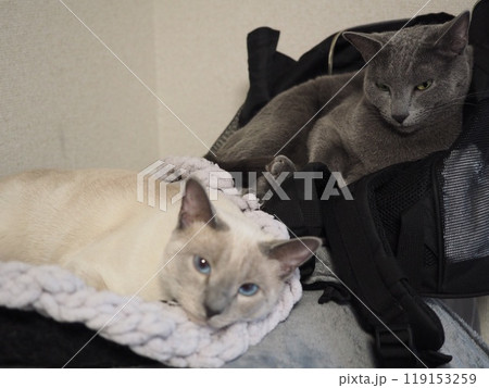 家猫の日常 家猫の日常 119153259