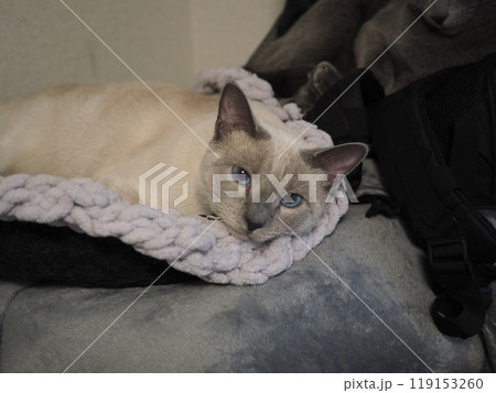 家猫の日常 家猫の日常 119153260