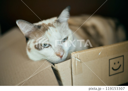 Close up Beautiful white cat lying 119153307