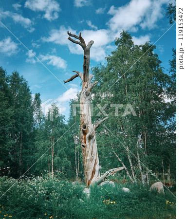 Lonnrot Pine Tree, Kalevala, Lonnrot Pine Tree, Kalevala, 119153472
