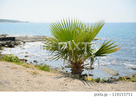A small palm tree growing on the seashore A small palm tree growing on the seashore 119153751