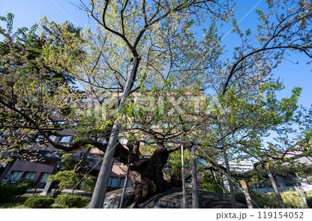 石割桜／岩手県 119154052