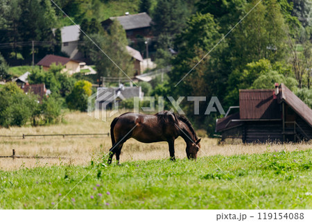 Vorokhta landscape with grazing horse on field against the backdrop of traditional village homes 119154088