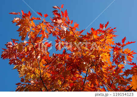 Autumn colored red maple tree branch isolated on sunny blue sky. Yellow and orange bright fall leaf background. Copy space Autumn colored red maple tree branch isolated on sunny blue sky. Yellow and orange bright fall leaf background. Copy space 119154123