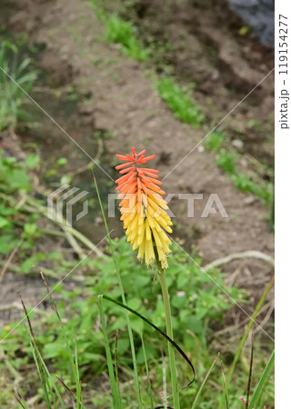 シャグマユリ 119154277