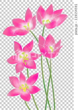 コルチカムの花のカード11 コルチカムの花のカード11 119154591