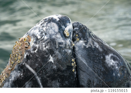 Grey whale parasites detail crustaceans, Barnacle. cyrripedes 119155015