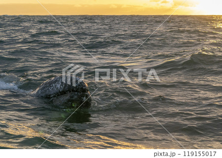 grey whale at sunset in bahia magdalena baja california sur mexico 119155017