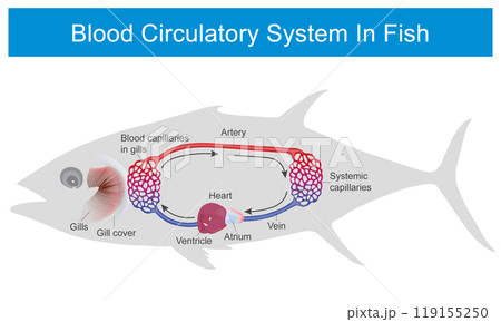 Blood Circulatory System In Fish. Education related to blood circulatory system in fish. Blood Circulatory System In Fish. Education related to blood circulatory system in fish. 119155250