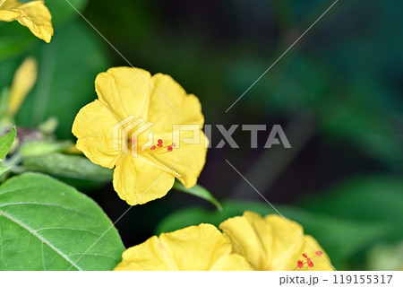 黄色いオシロイバナ 黄色いオシロイバナ 119155317