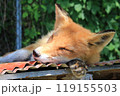 キタキツネ 119155503