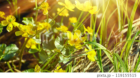 Spring meadow with flowers Spring meadow with flowers 119155515